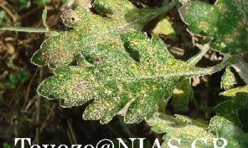 女性肾阴虚用药网-分享女性肾阴虚的症状有哪些表现，女性肾阴虚怎么调理最好知识库